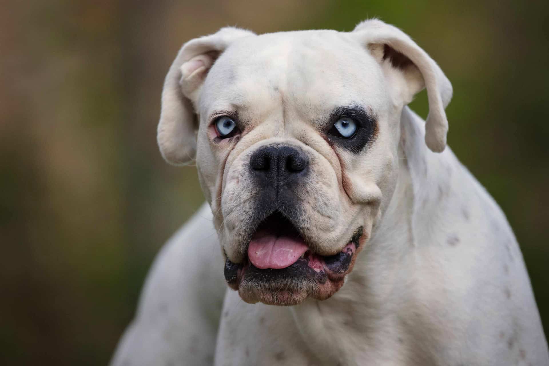 White bulldog with blue eyes and black spot around one eye, sitting outdoors with tongue out.