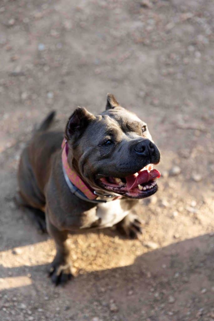 A smiling dog with a dark coat and a colorful collar sits on a dirt ground, looking up.