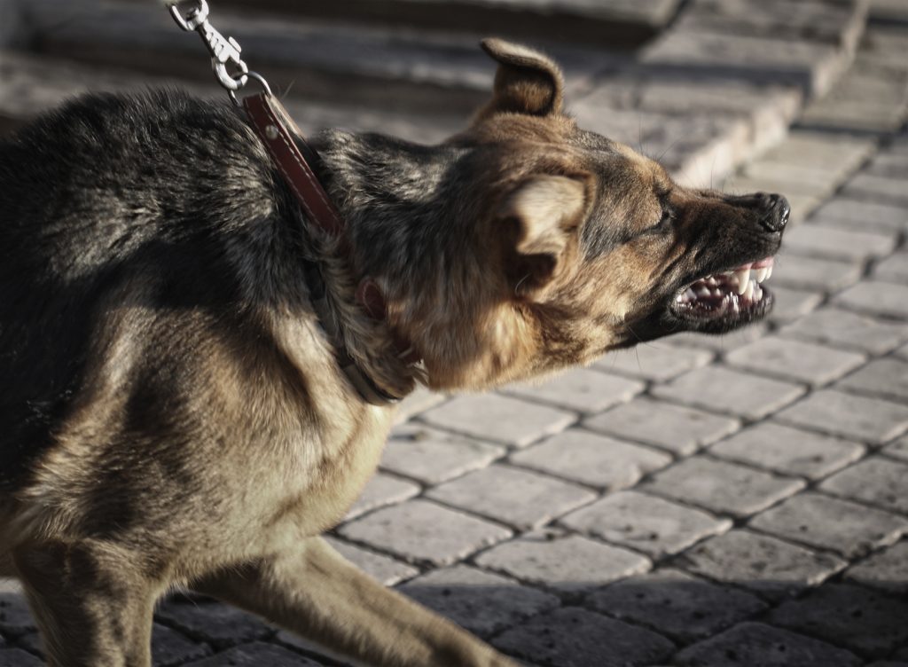 Dog Bite Lawyer Dog Bite Attorneys Chicago Il