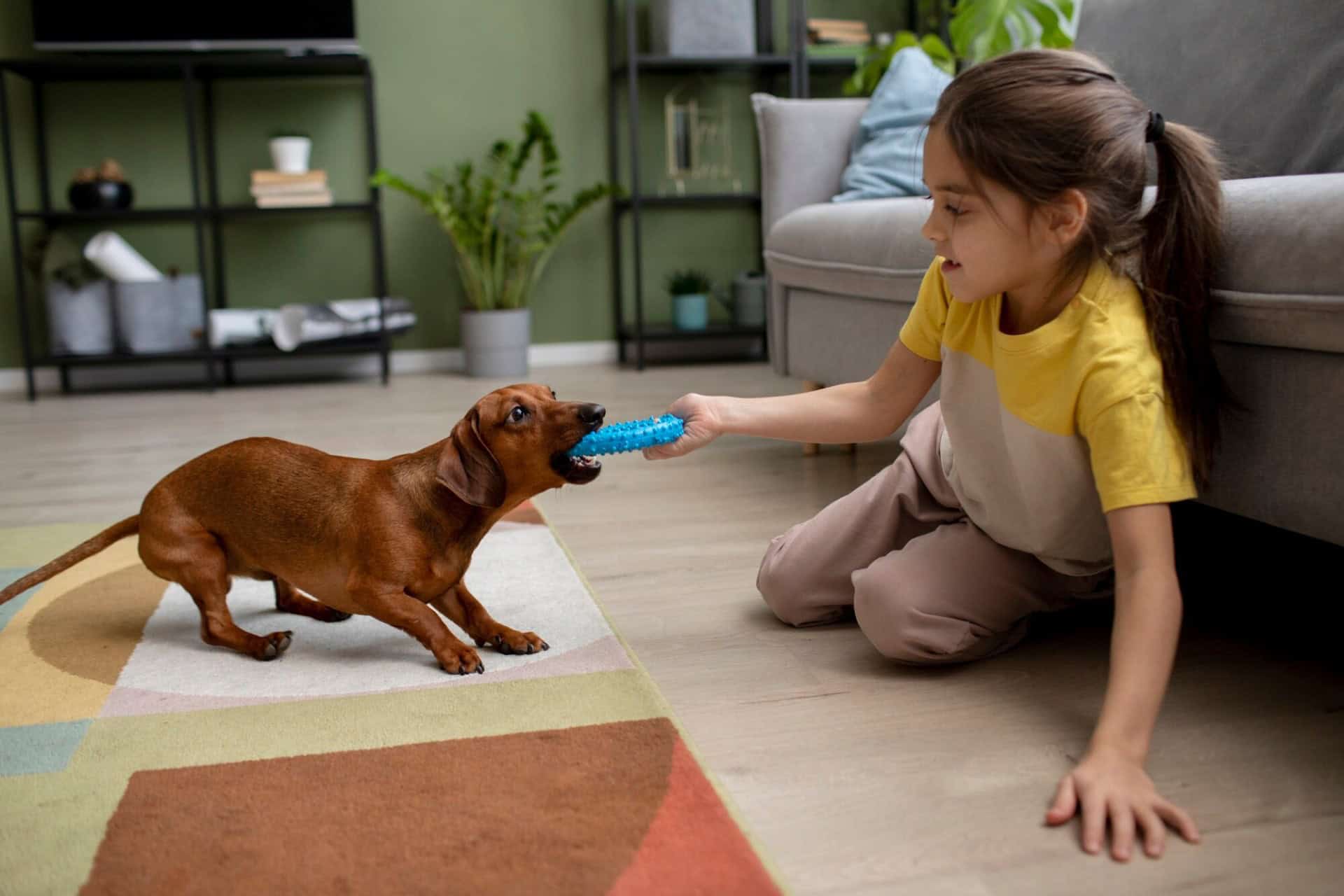 In the living room, a girl kneels on the floor, playing tug-of-war with her small brown dog using a blue toy. The space momentarily transforms from a cozy den into an impromptu law office as they engage in this playful tugging match that rivals any battle of legal advice.