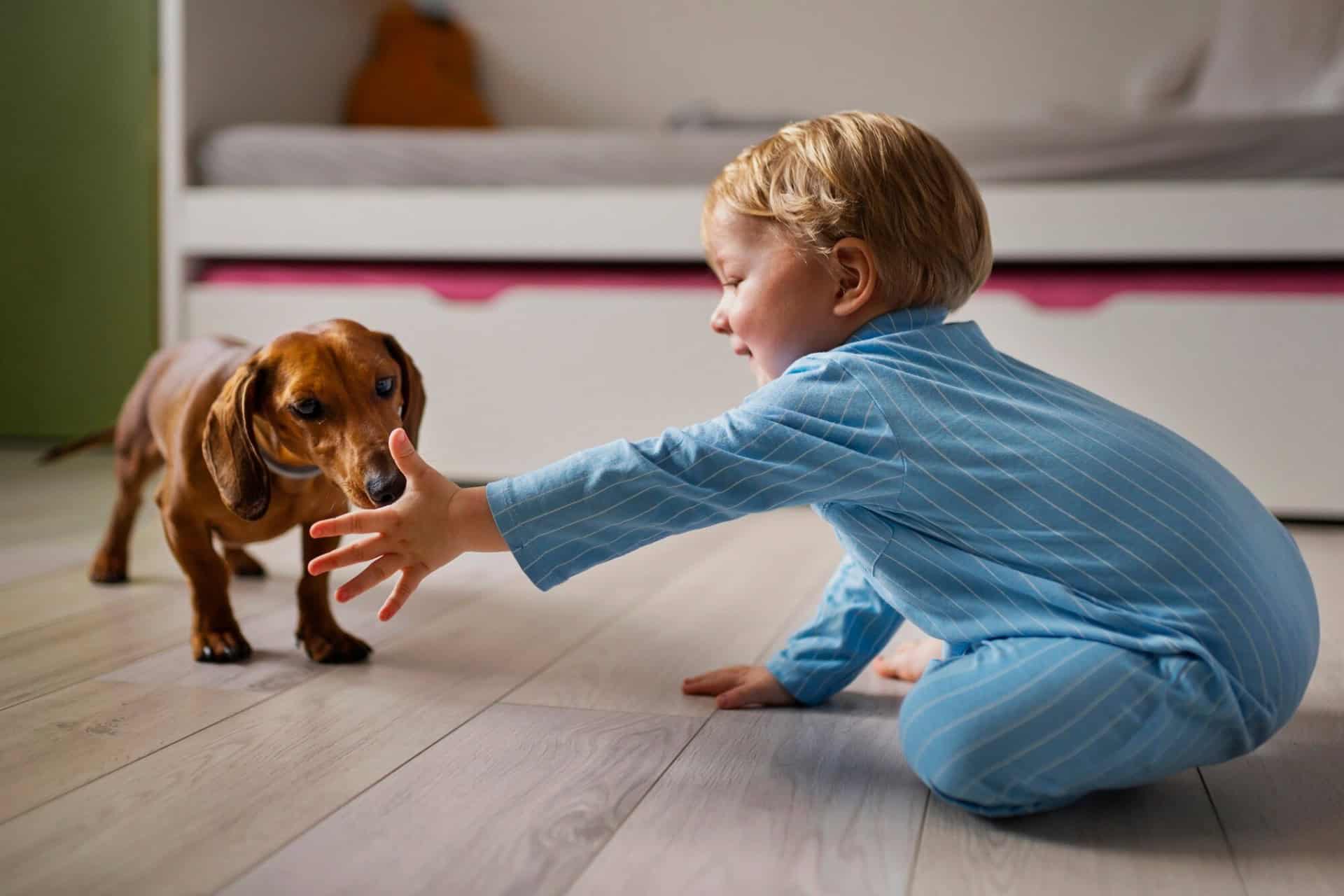 In a cozy room with a bed and wooden floor, a child in blue pajamas gently reaches out to a small brown dachshund, reminding one of cases in Chicago where attorneys handle dog bites involving children.